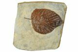 Fossil Leaf (Beringiaphyllum) - Montana #268186-1